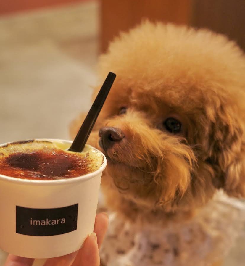 アイスドリンクと愛犬が過ごすひととき